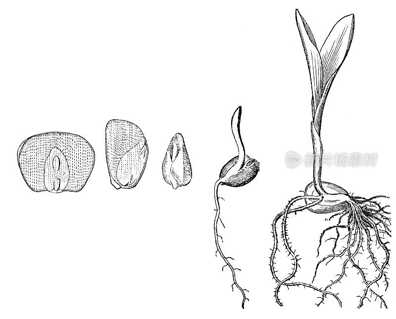 燧石玉米(Zea Mays var. Indurata)种子胚和萌发苗- 19世纪